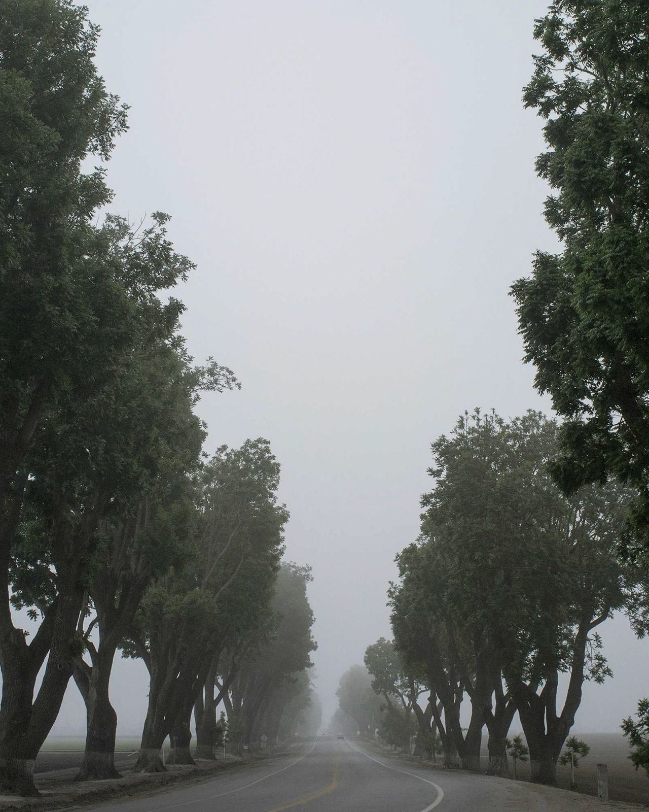 Tall trees fading into morning mist