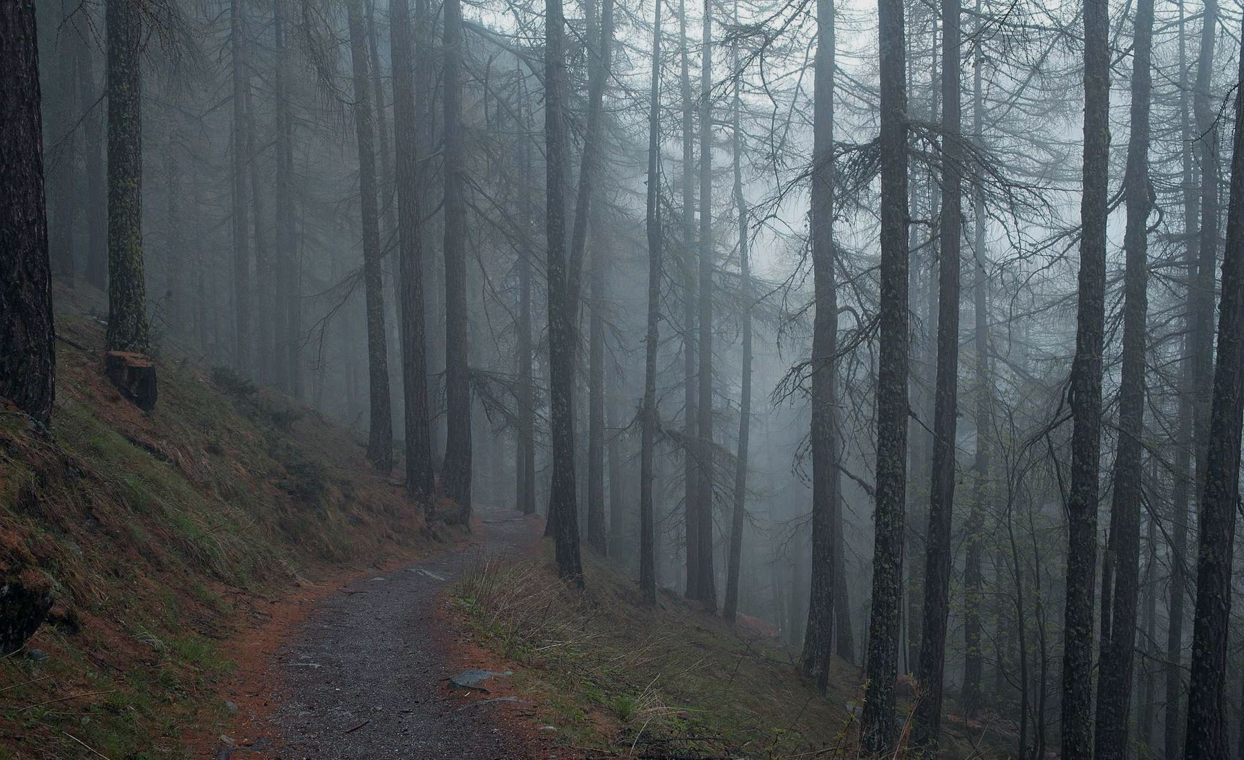 A dark pine forest in low fog